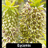 Eucomis Bicolor   x 20 24/+