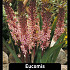 Eucomis Comosa x15 20/+