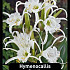 Hymenocallis Festalis x20 24/+