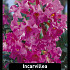 Incarvillea Rose x20 I .