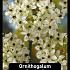 Ornithogalum Saundersiae x35 20/+