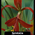 Sprekelia x25 18/20