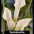 Zantedeschia Wit x25 24/+