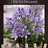 Agapanthus Dokter Brouwer x1 I