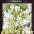 Agapanthus Polar Ice x1 I