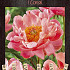 Paeonia Coral x1 3/5 - eyes 