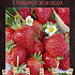 Strawberry Fragaria Ananassa x8 I
