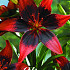 Lilium Asiatic Strawberry Event x 2 16/18