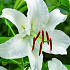 Lilium Oriental Premium Blond x 2 16/18