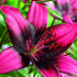 Lilium Purple Dream x 2 16/18