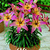 Lilium Rozalynn x 2 16/18