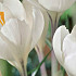 Crocus 60 x 200 .