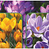 Crocus 120 x 40 .