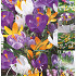 Crocus 50 x 70 .