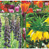 Fritillaria 120 x 40 .