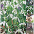 Galanthus 50 x 70 .