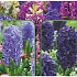 Hyacinthus 120 x 40 .