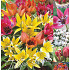 Tulipa 50 x 70 .