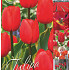 Tulipa 50 x 70 .