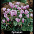 Cyclamen Hederifolium x25 25/30