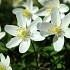 Nemorosa White .