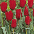 Tulp Specie Red Hunter x10 6/7