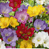 Freesia Mixed x8 5/6