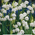 Leucojum Aestivum x5 10/+