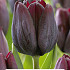 Tulipa Ronaldo x5 10/11