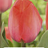 Tulipa Triumph Orange van Eijk x5 10/11