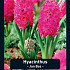 Hyacinthus Jan Bos x5 15/16