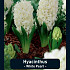 Hyacinthus White Pearl x5 15/16