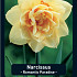 Narcissus Romantic Paradise x5 14/16