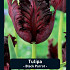 Tulipa Black Parrot x7 12/+