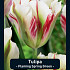 Tulipa Flaming Spring Green x7 12/+