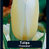 Tulipa Francoise x7 12/+