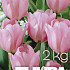 Tulp Don Quichotte 2 kg 12/+