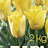 Tulp Strong gold  2 kg 12/+