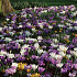 Blend Crocus Mixture 8/9