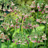 Siculum spp Bulgaricum 10/12