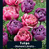 Tulipa Diamond Libretto x20 12/+