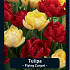 Tulipa Flying Carpet x20 12/+