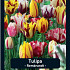 Tulipa Rembrandt x20 12/+