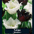 Tulipa Wonders x20 12/+