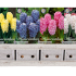 Hyacinthus x100 17 15/16