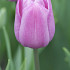 Tulipa Violet Beauty x 10 12/14