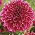 Dahlia Anemone Alyshia x1 l I