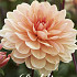 Dahlia Deco. Apricot Desiree x1 l I