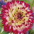 Dahlia Ariko Aphrodite x1 I I