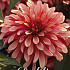 Dahlia Art Deco x1 l I